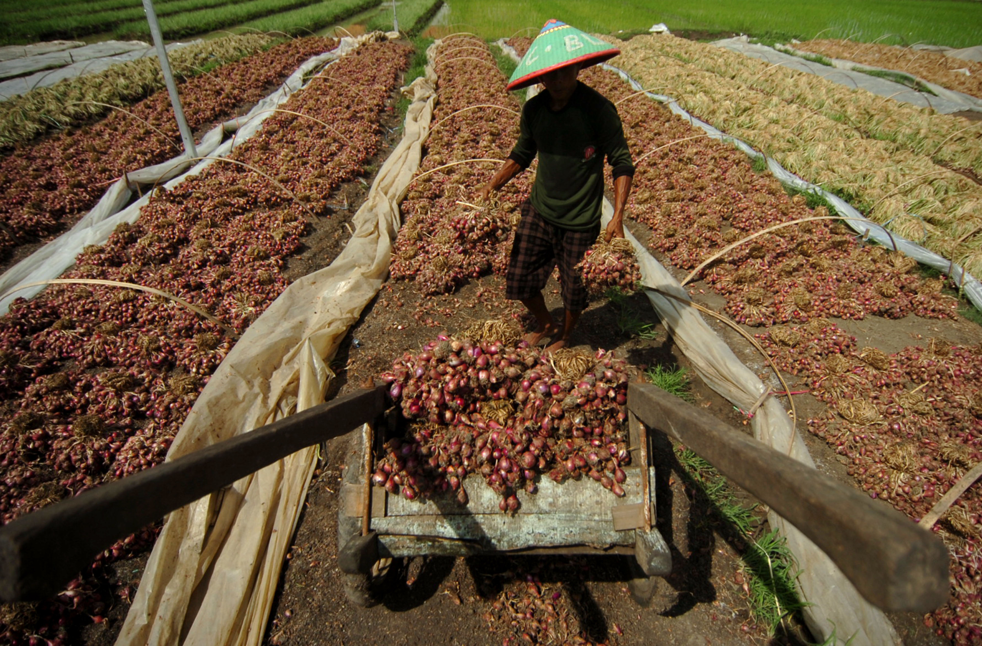 Pekerja mengangkut bawang merah usai proses penjemuran di sentra bawang merah Desa Padasugih, Brebes, Jawa Tengah, Sabtu (19/12/2020).