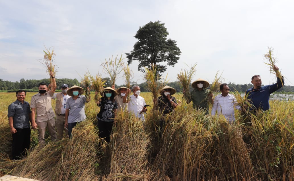 Panen Pertanian presisi di Cisaat, bekasi