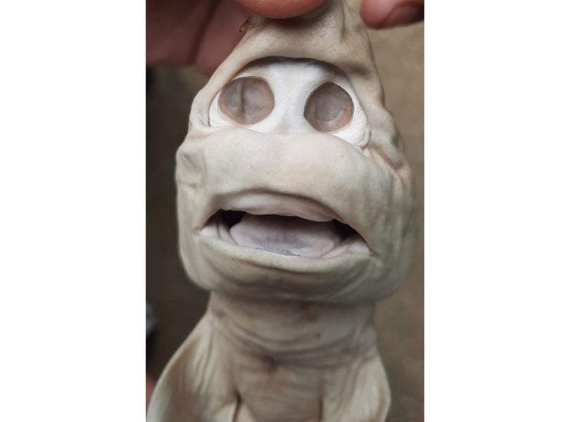 Janin hiu yang menyerupai manusia di Rote Ndao NTT