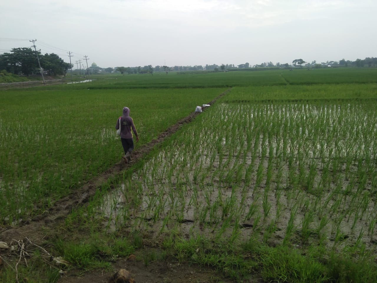 Lahan pertanian di Brebes, Jawa Tengah