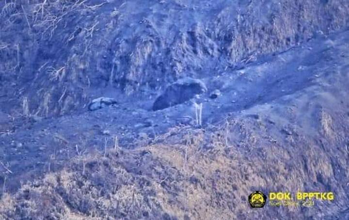 Material Hitam di Lereng Merapi Bukan Kubah Lava Baru