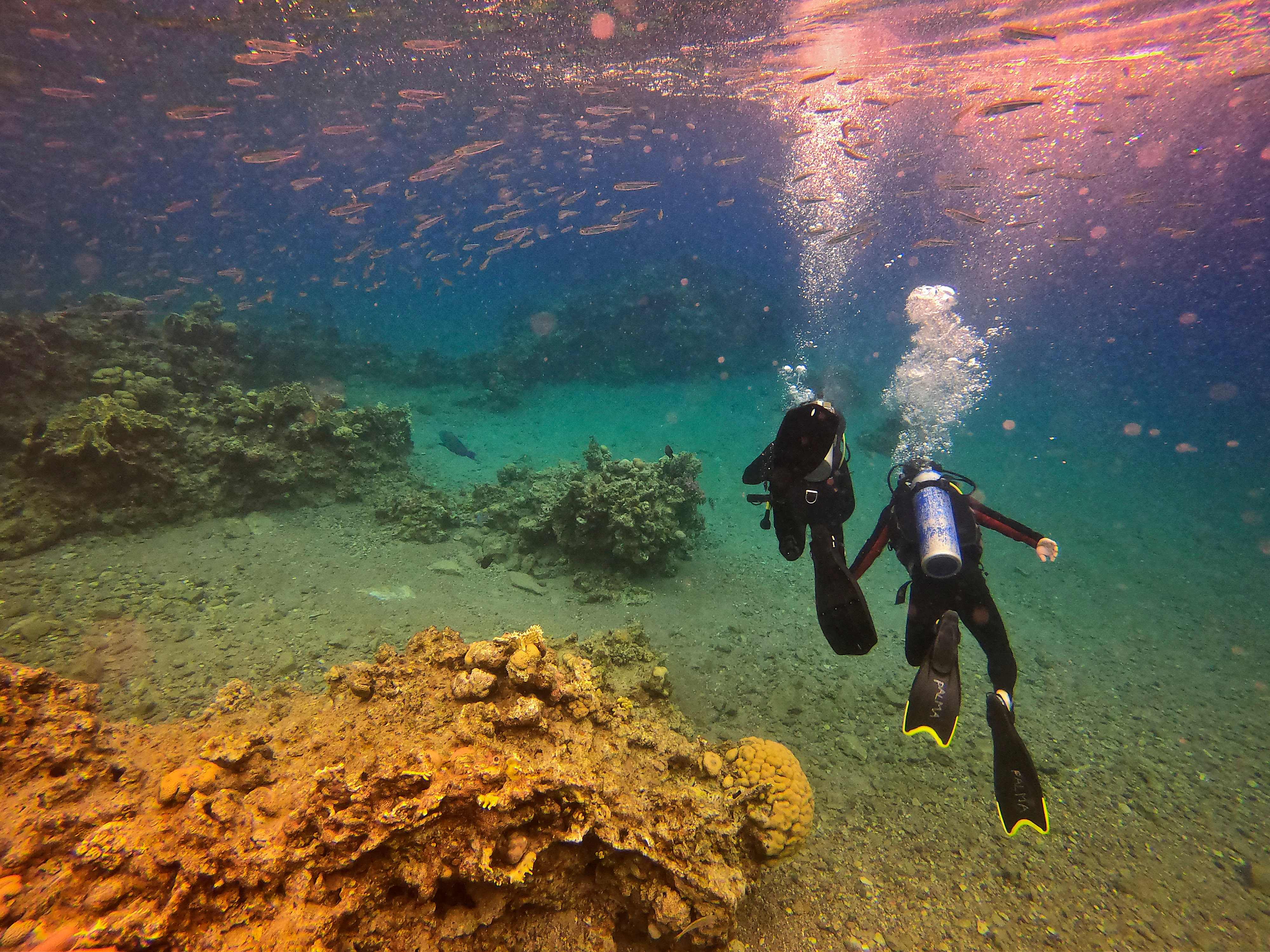 Para penyelam di Laut Merah. Ahli lingkungan memperingatkan kesepakatan pembangunan pipa minyak mengancam terumbu karang.