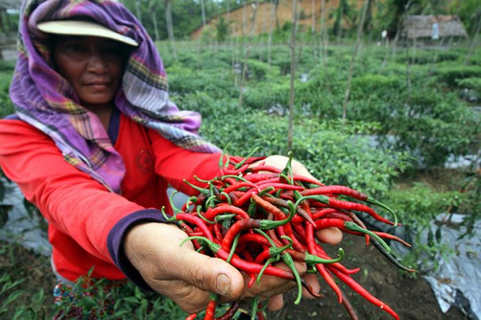Ilustrasi petani cabai.