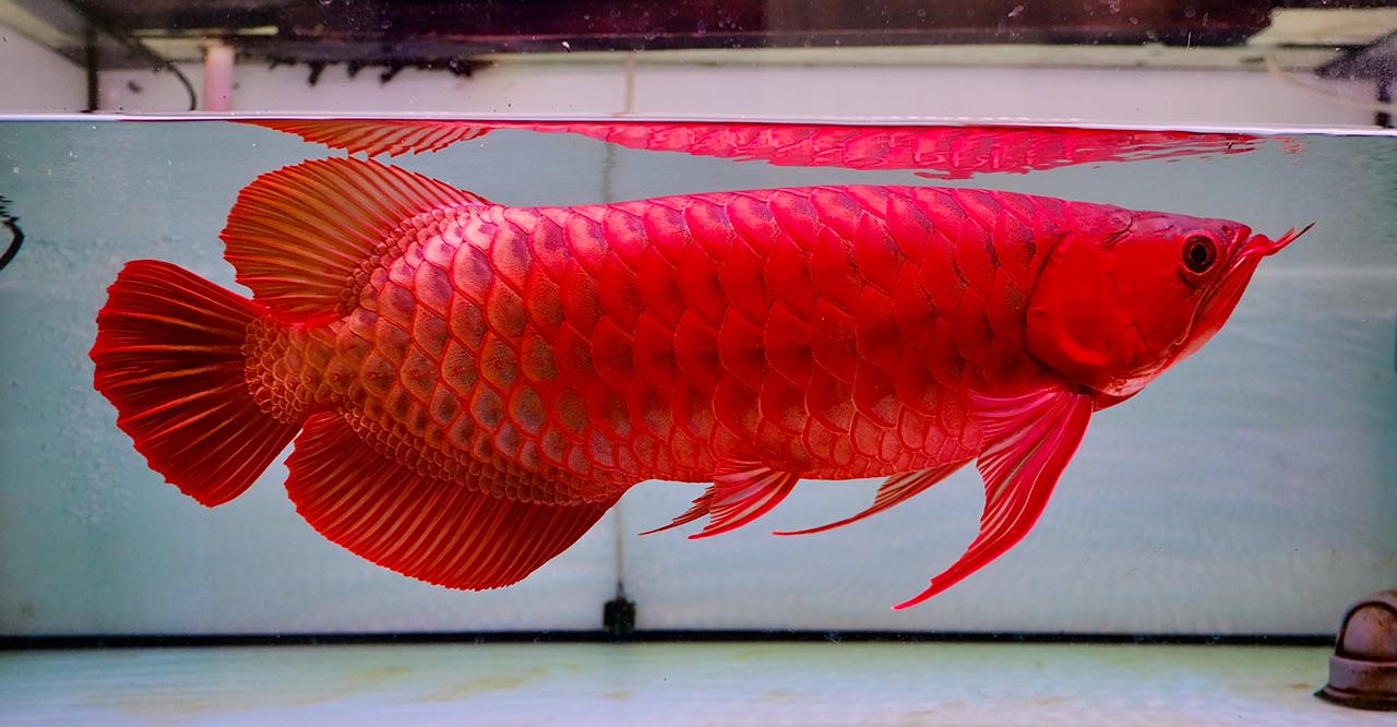 Ikan Arowana Super Red yang jadi hewan endemik Indonesia