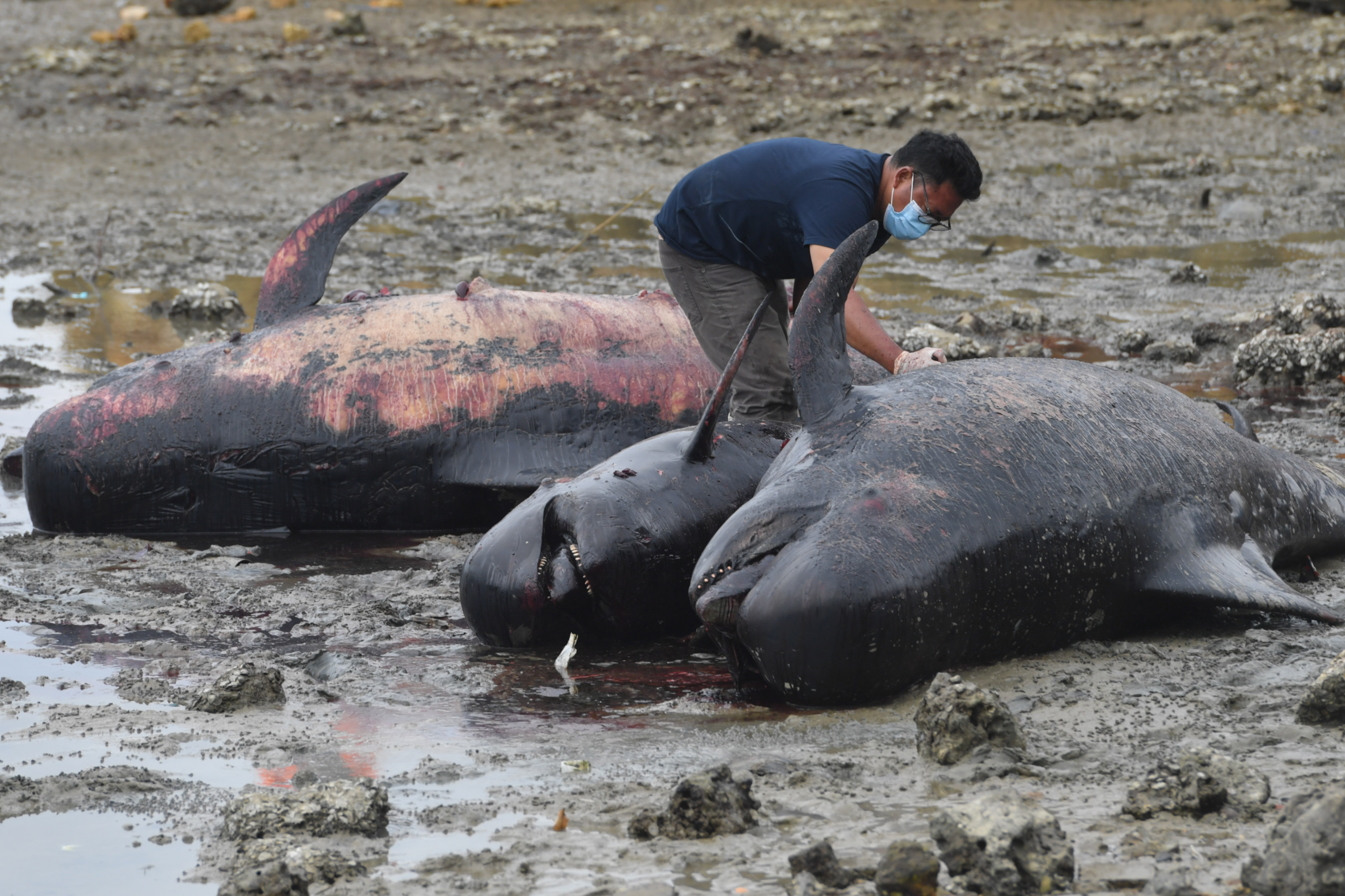 Petugas memeriksa kondisi Paus Pilot Sirip Pendek yang mati saat terdampar di Pantai Modung, Bangkalan, Jawa Timur, Sabtu (20/2/2021).