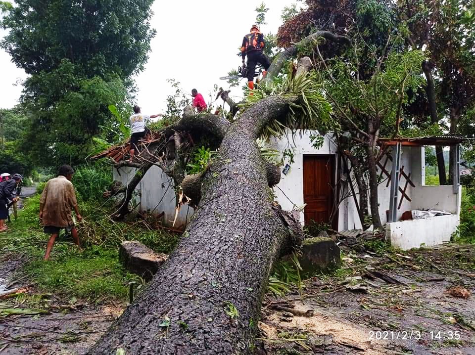 Rumah warga tertimpa pohon tumbang akibat diterjang angin kencang di wilayah Klaten, Rabu (3/2/2021).