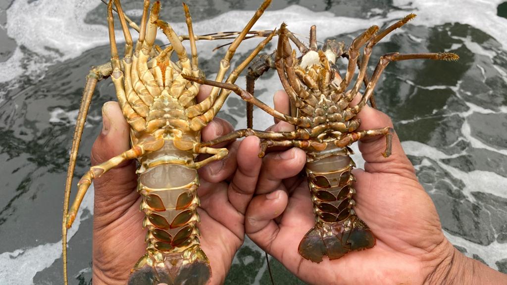 Salah satu hasil budidaya air laut (udang vaname) dengan sistem Marine Aquagriculture. 