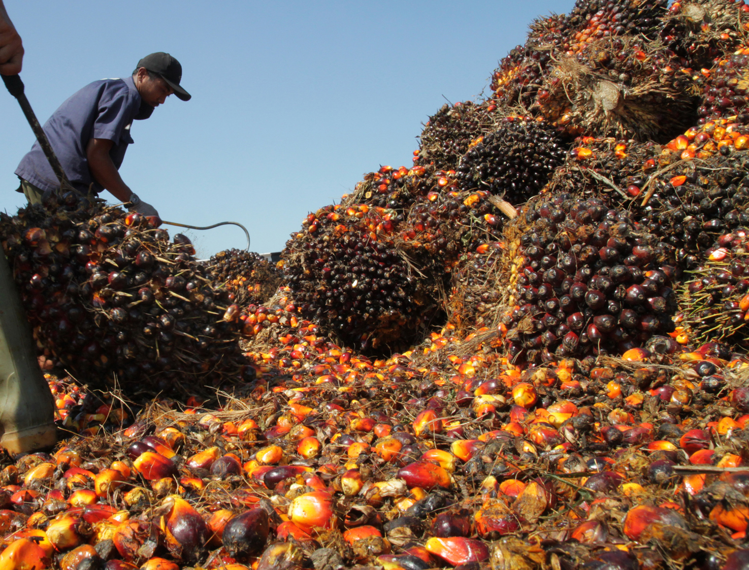Dua buruh memisahkan buah sawit yang akan diproduksi menjadi CPO