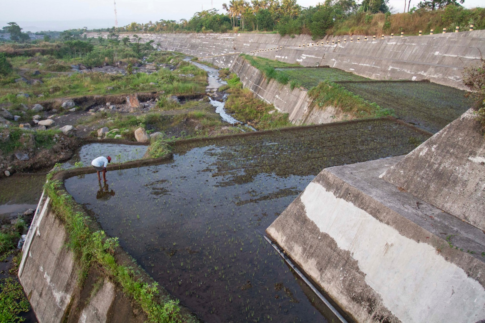 Warga menanam padi di atas tanggul Dam Sabo Bronggang, Cangkringan, Sleman, DI Yogyakarta.