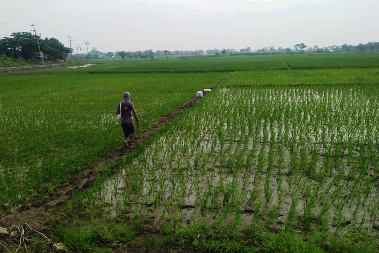  Petani di Desa Pakijangan, Kecamatan Bulakamba, Kabupaten Brebes, Jawa Tengah sedang memupuk tanaman padinya. 