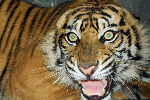 Harimau liar yang berhasil ditangkap dan dikarantina BKSDA Aceh, beberapa waktu lalu.