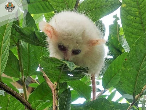 Tarsius dengan kelainan berupa leucistic.