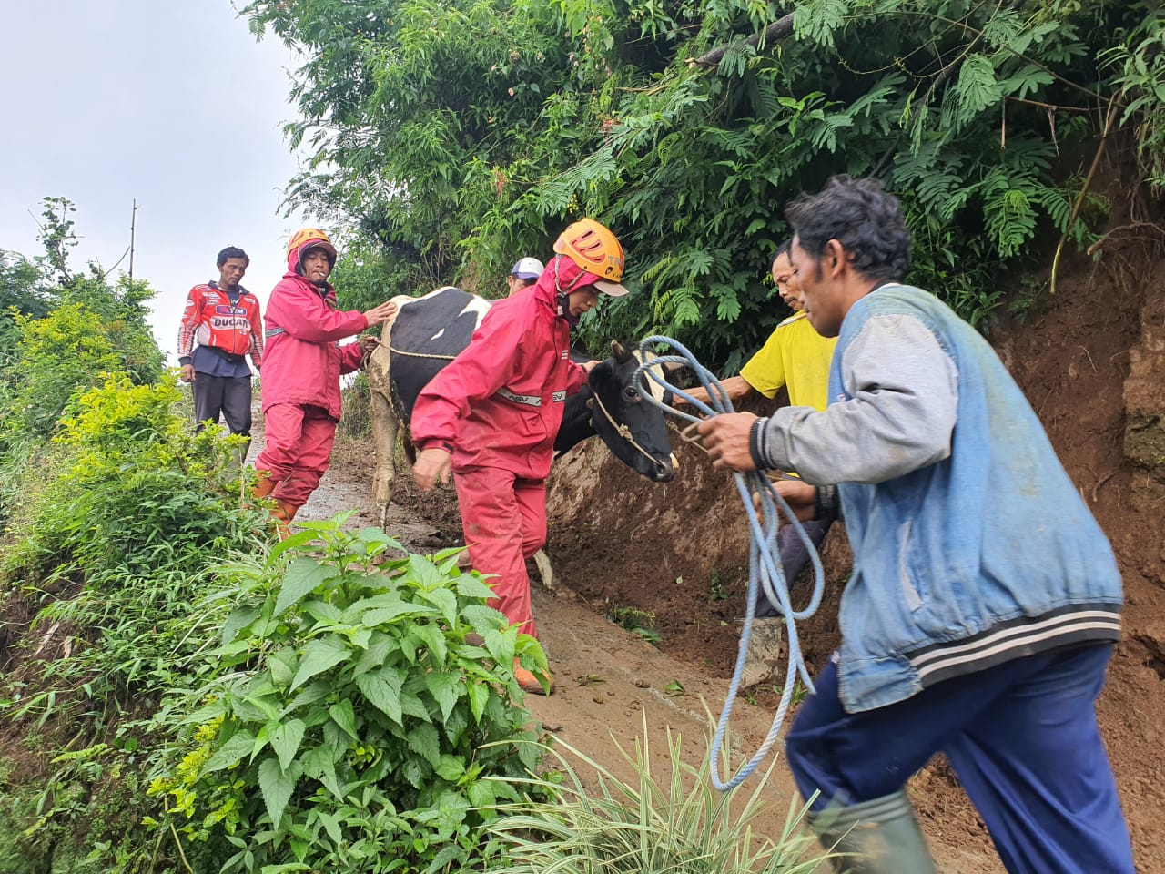 Petugas BPBD Kota Batu, Jawa Timur bersama relawan mengevakuasi sapi milik korban tanah longsor di Desa Gunungsari, Kecamatan Bumiaji.