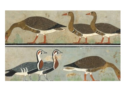 Lukisan dari era Mesir Kuno yang mencitrakan spesies angsa yang indah yang diyakini sudah punah.