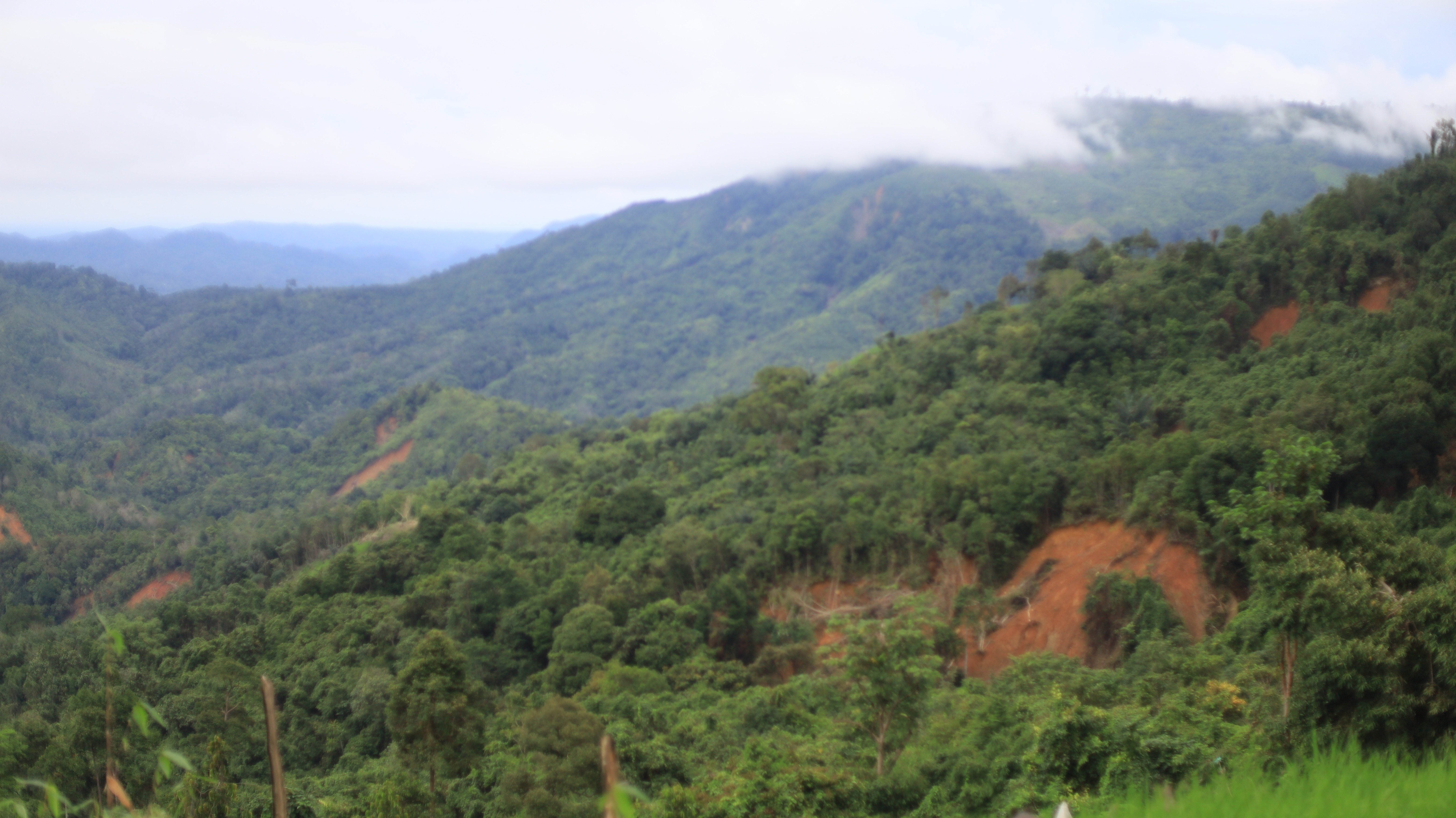 Walhi Desak Perlindungan Menyeluruh Pegunungan Meratus