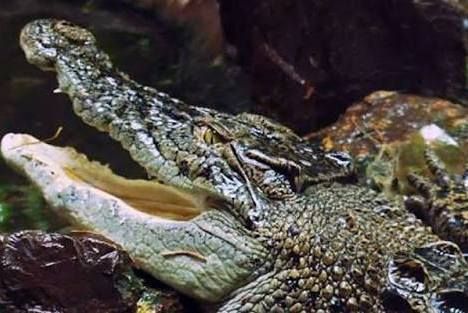 Ilustrasi buaya.