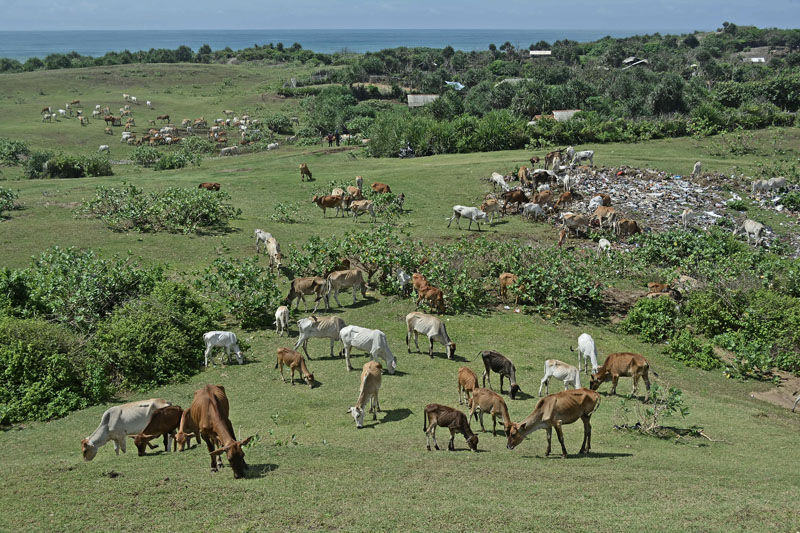 Penyakit Jembrana Mengganas di Mukomuko, Puluhan Sapi Mati
