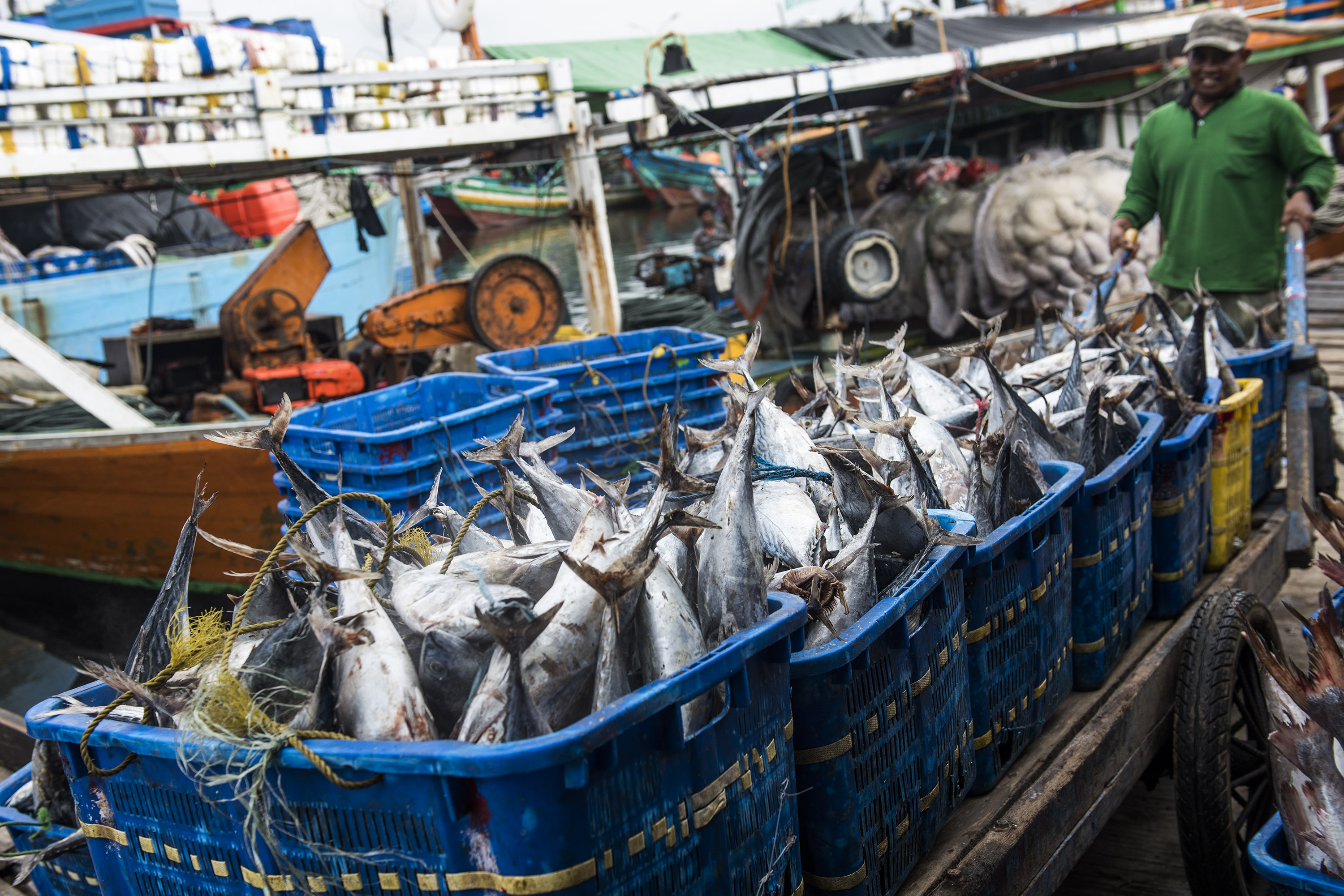 Pekerja memindahkan ikan tongkol saat bongkar muat di pelabuhan Muara Angke, Jakarta. Potensi ikan di Indonesia cukup besar (ilustrasi).