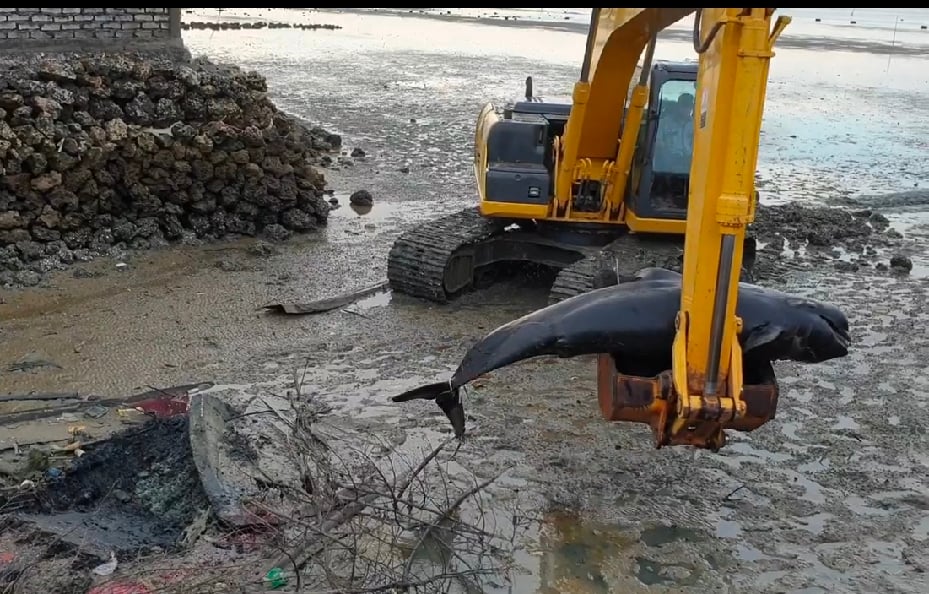 Alat berat mengangkat paus yang terdampar dan mati di Pantai Desa Patereman, Kecamatan Modung, Bangkalan, Jawa Timur, Sabtu (20/2).