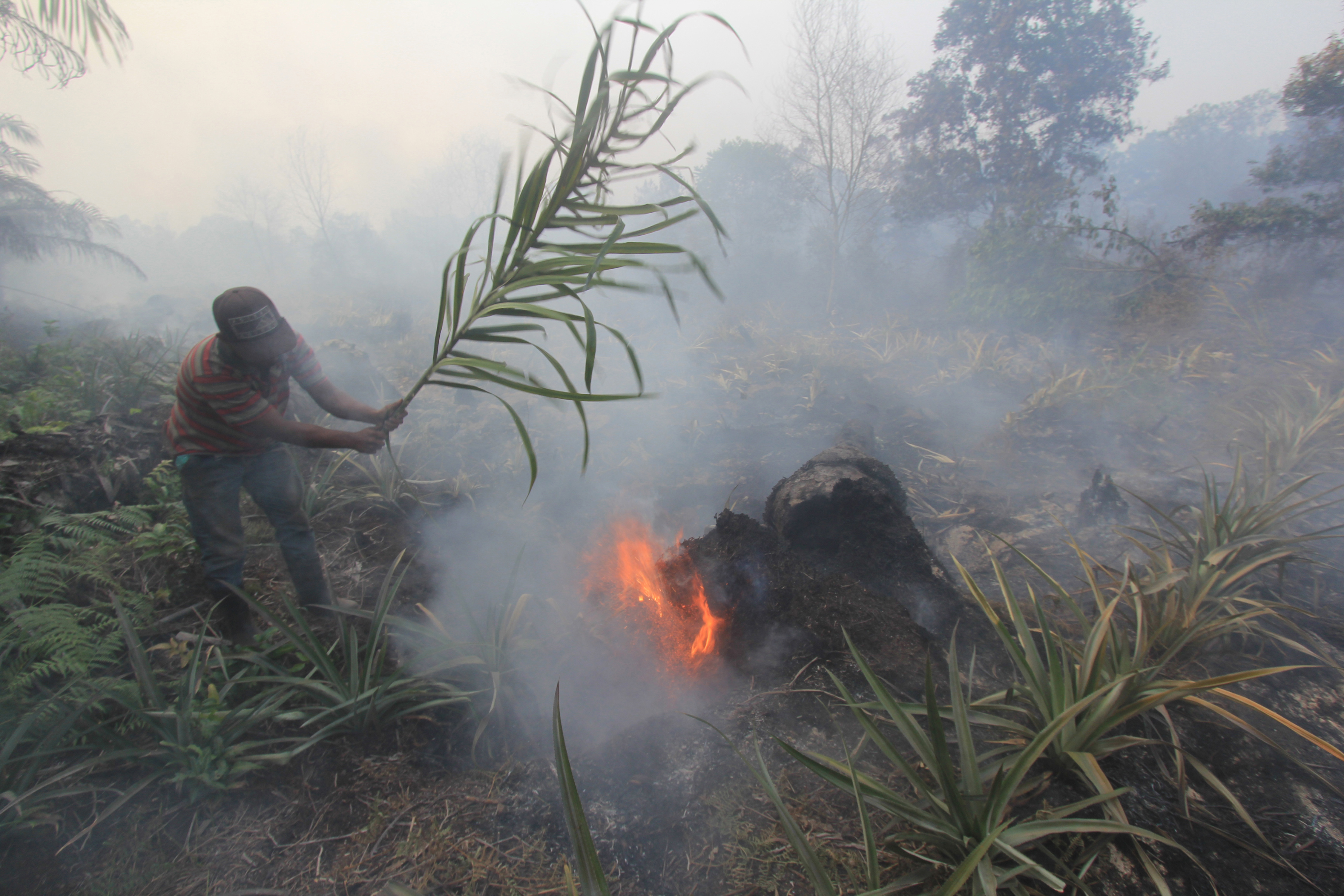 Petani berusaha memadamkan api yang menjalar ke kebunnya di wilayah Dumai, Riau.