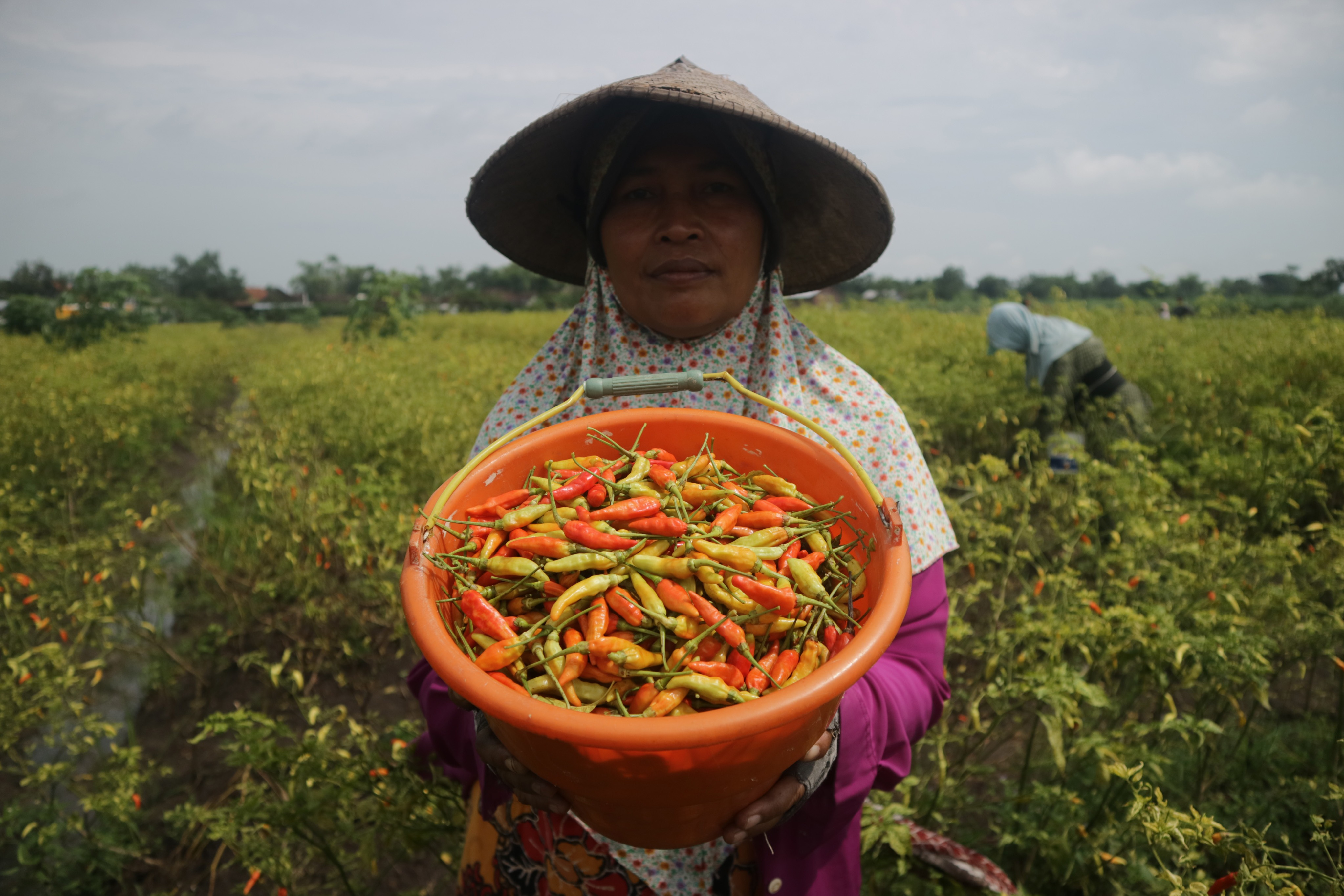 Buruh tani memanen cabai rawit di areal persawahan Desa Kendalsari, Kecamatan Sumobito, Kabupaten Jombang, Jawa Timur, beberapa waktu lalu.