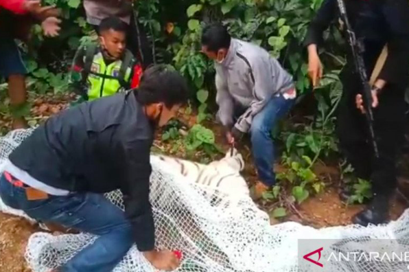 2 Harimau yang Lepas dari Sinka Zoo Berhasil Diamankan