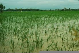 Lahan tanaman padi berumur 100 hari, di Kabupaten Klaten, tergenang banjir sejak Kamis (4/2) hingga Senin (8/2). 