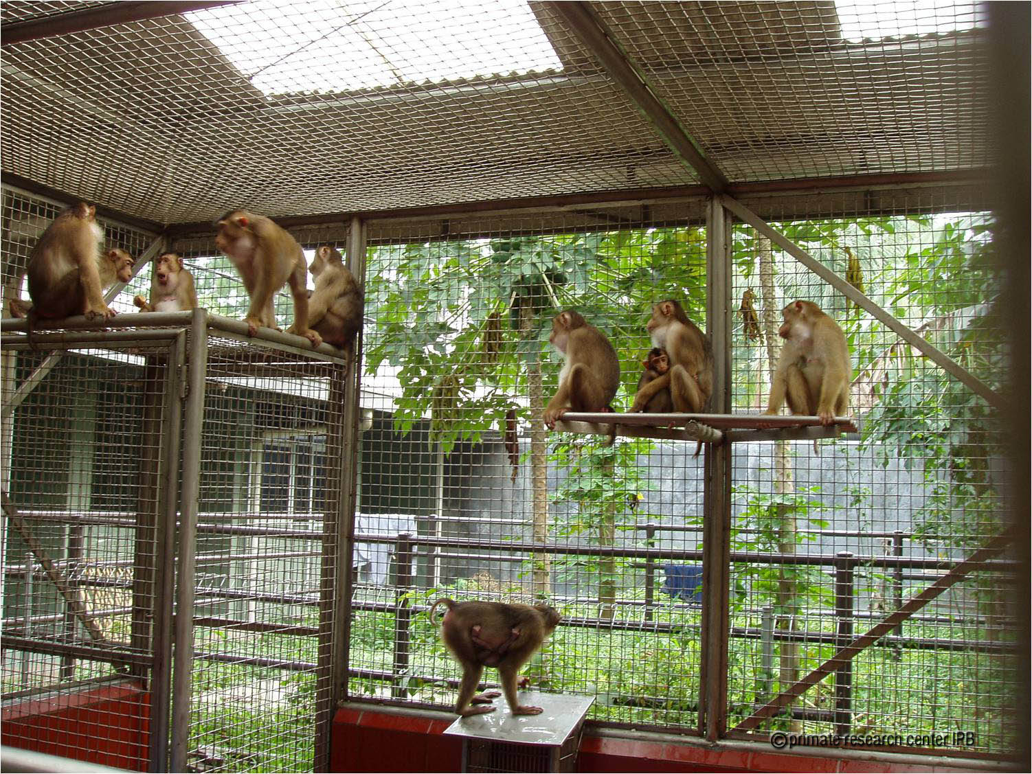 Penggunaan Satwa Primata Meningkat untuk Studi Covid-19