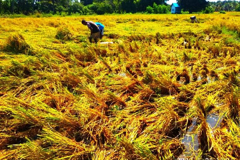 Ilustrasi sawah terendam.