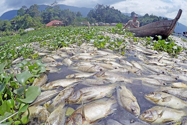Nelayan mengayuh perahu diantara ikan-ikan yang mati di Linggai, Danau Maninjau.
