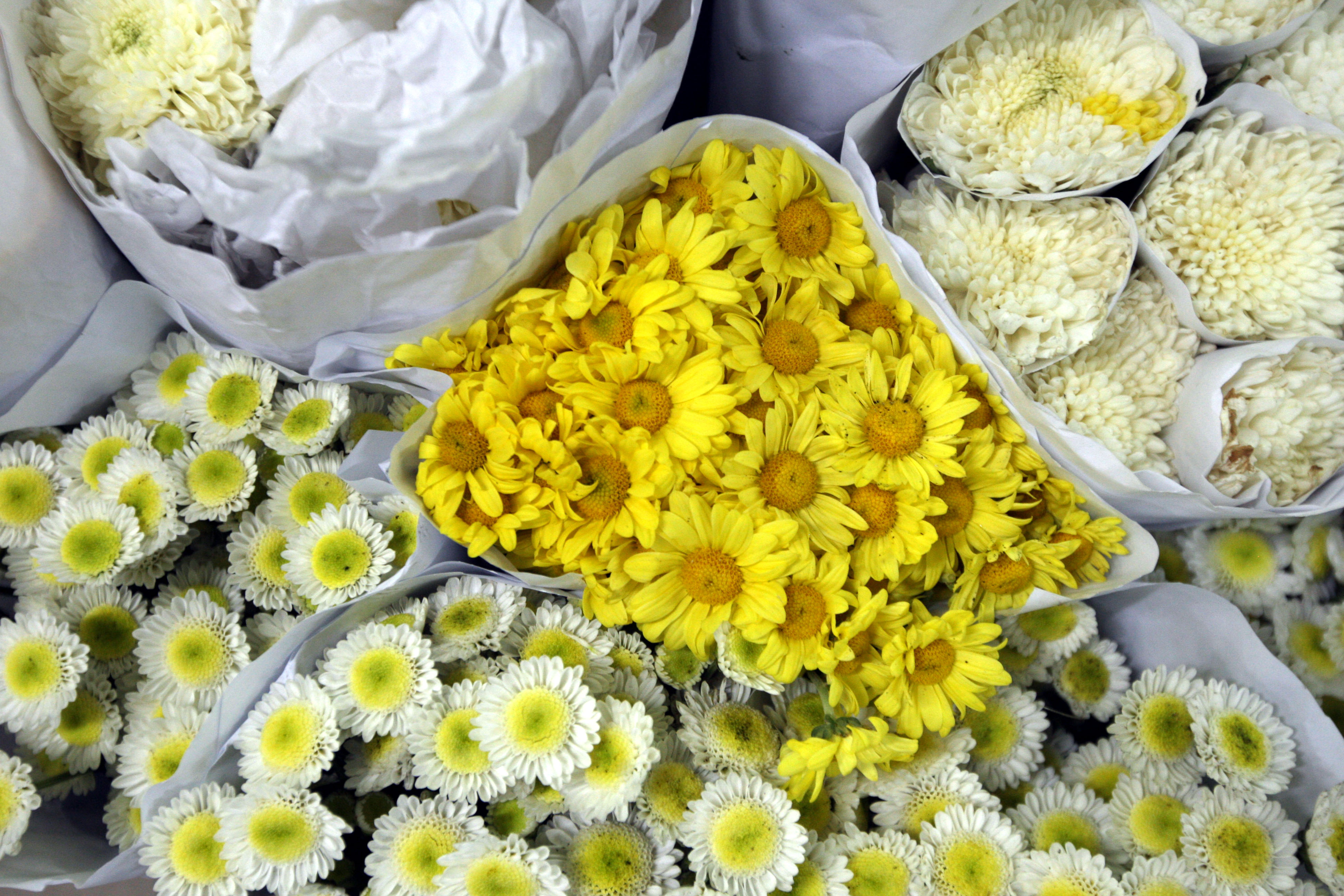  Suasana para bunga Rawabelong di Rawabelong, Jakarta Barat.