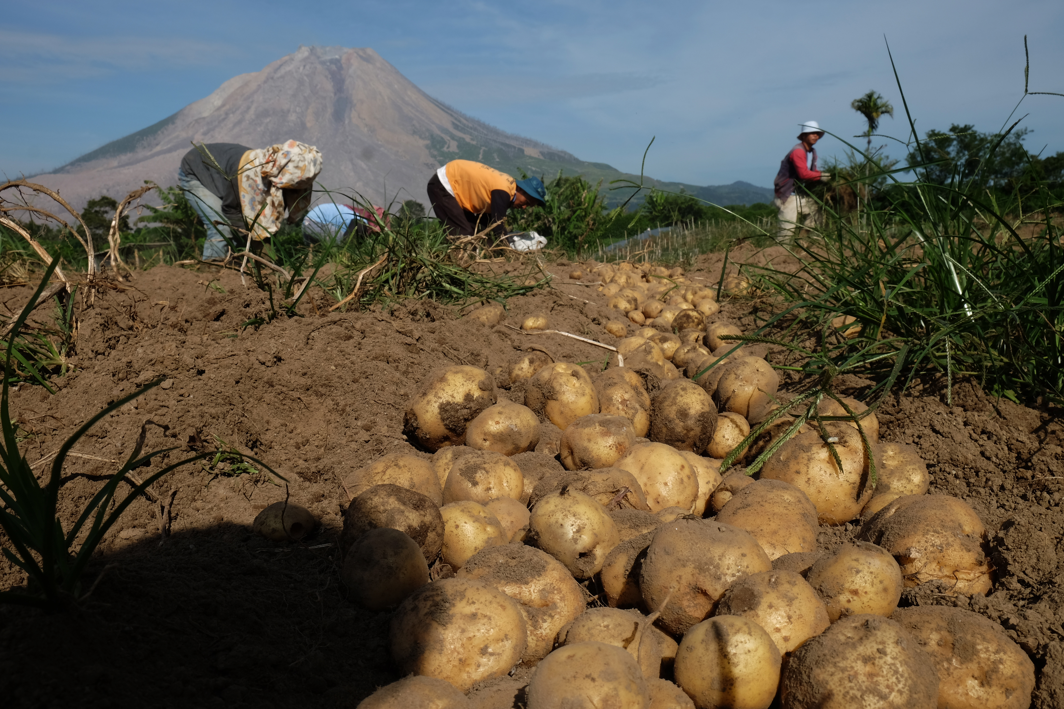 Petani kentang di Sumatera Utara 