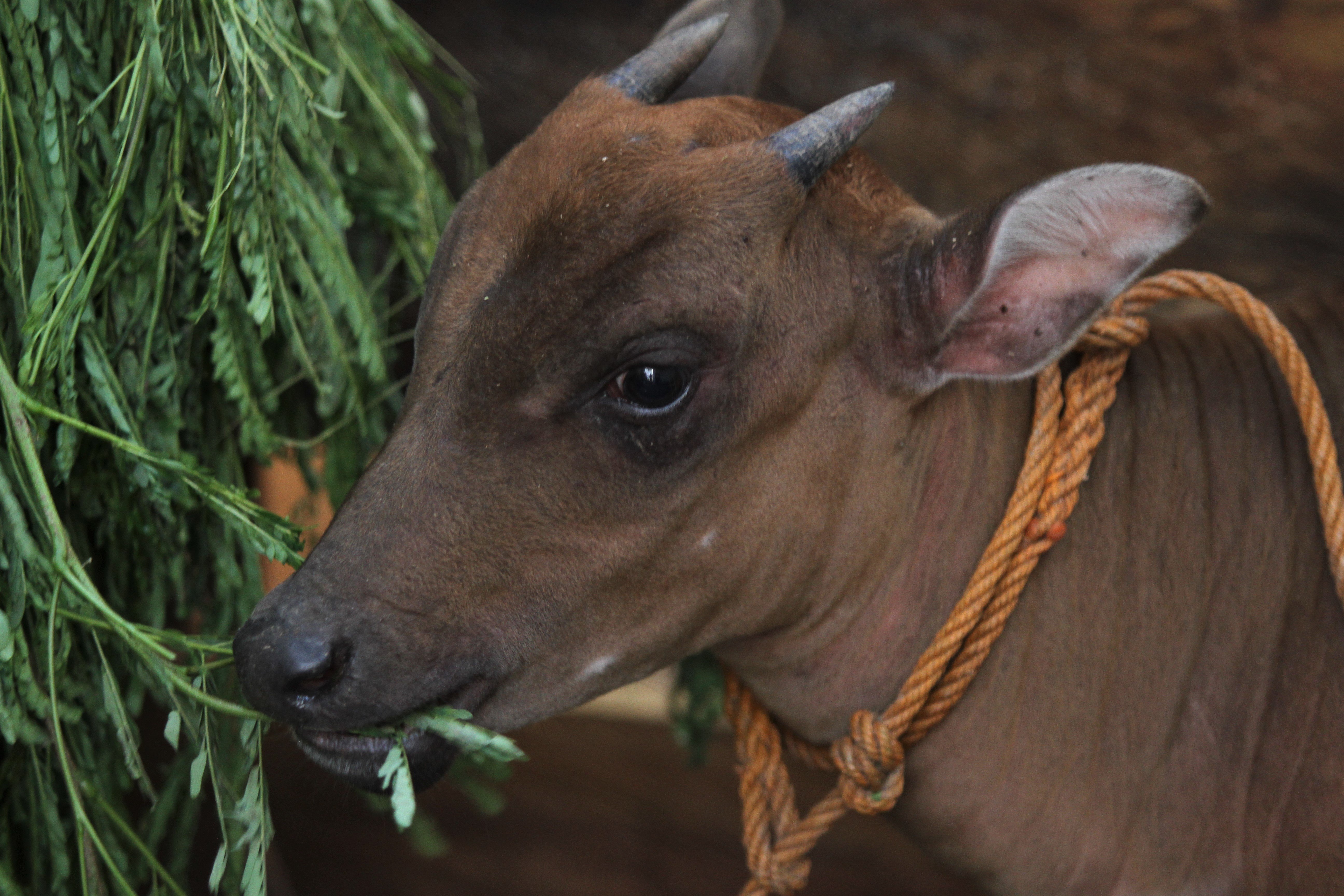 Anoa (Babulus quarlesi) adalah satwa endemik  Provinsi Sulawesi Tenggara yang dilindungi.