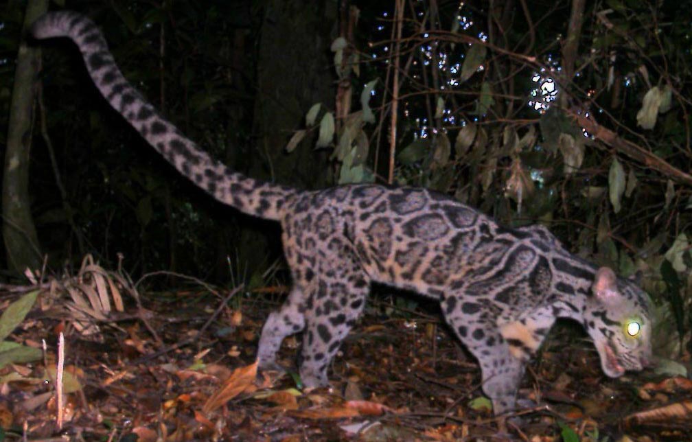 Macan dahan yang tertangkap camera trap di wilayah hutan di Sumatera. 