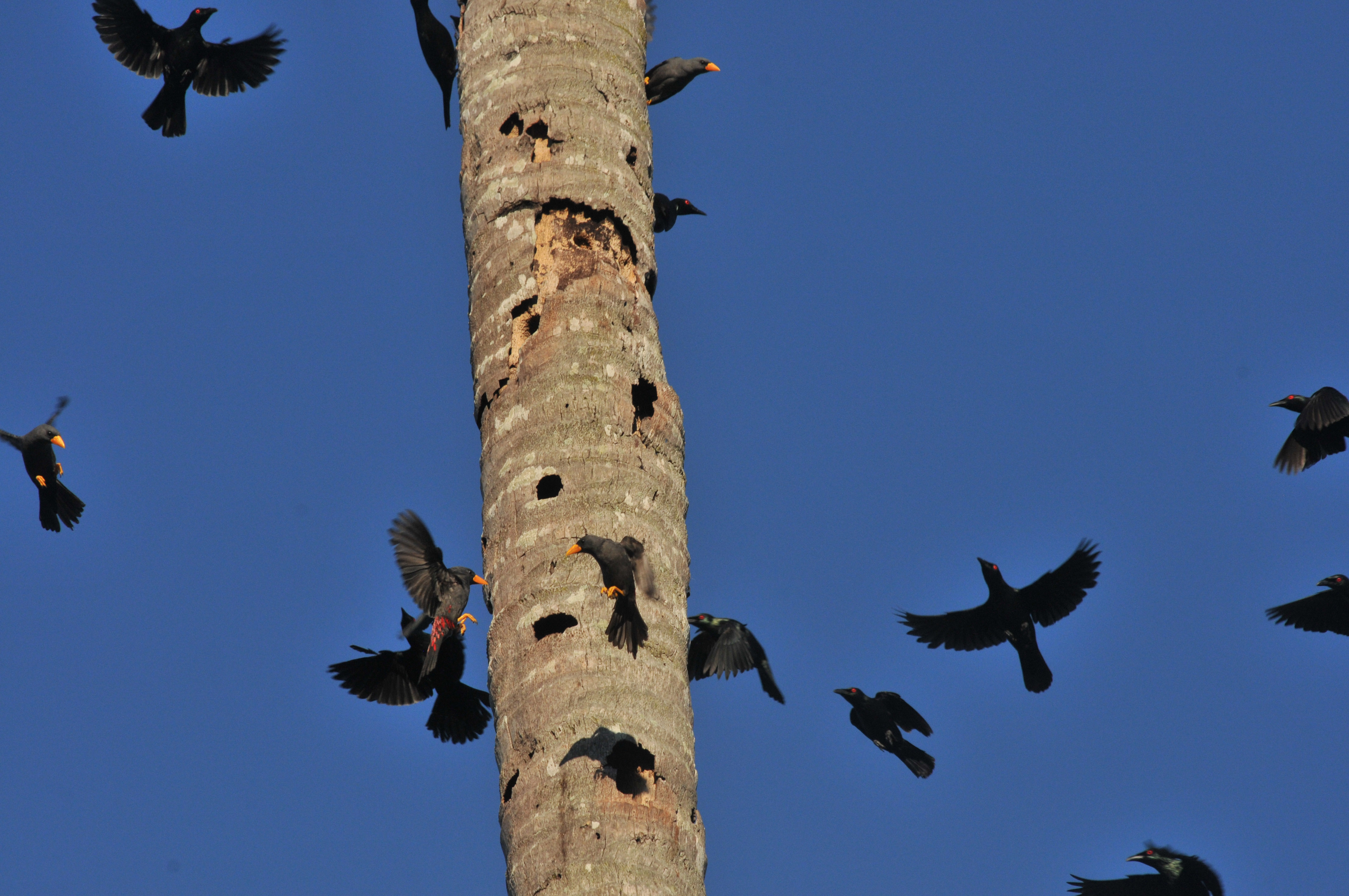Jalak tunggir merah (Scissirostrum dubium) merupakan salah satu endemik sulawesi itu masih sering ditangkap dan dijadikan dagangkan.