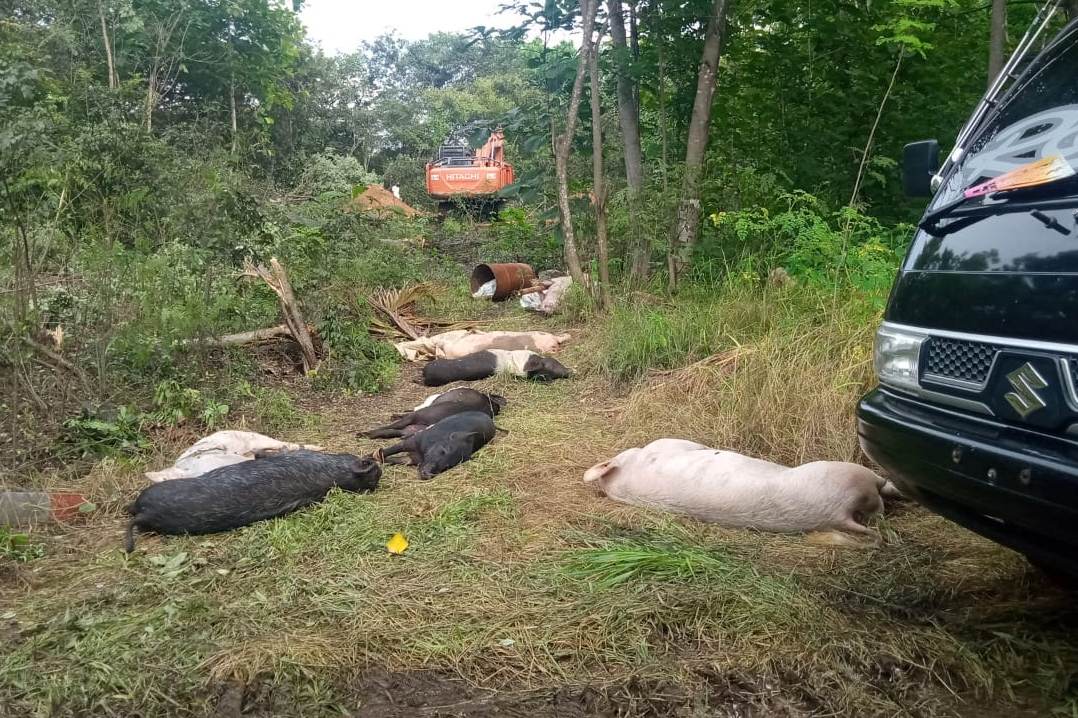 Lebih dari 1.000 Babi yang Mati di Lembata akibat Virus ASF