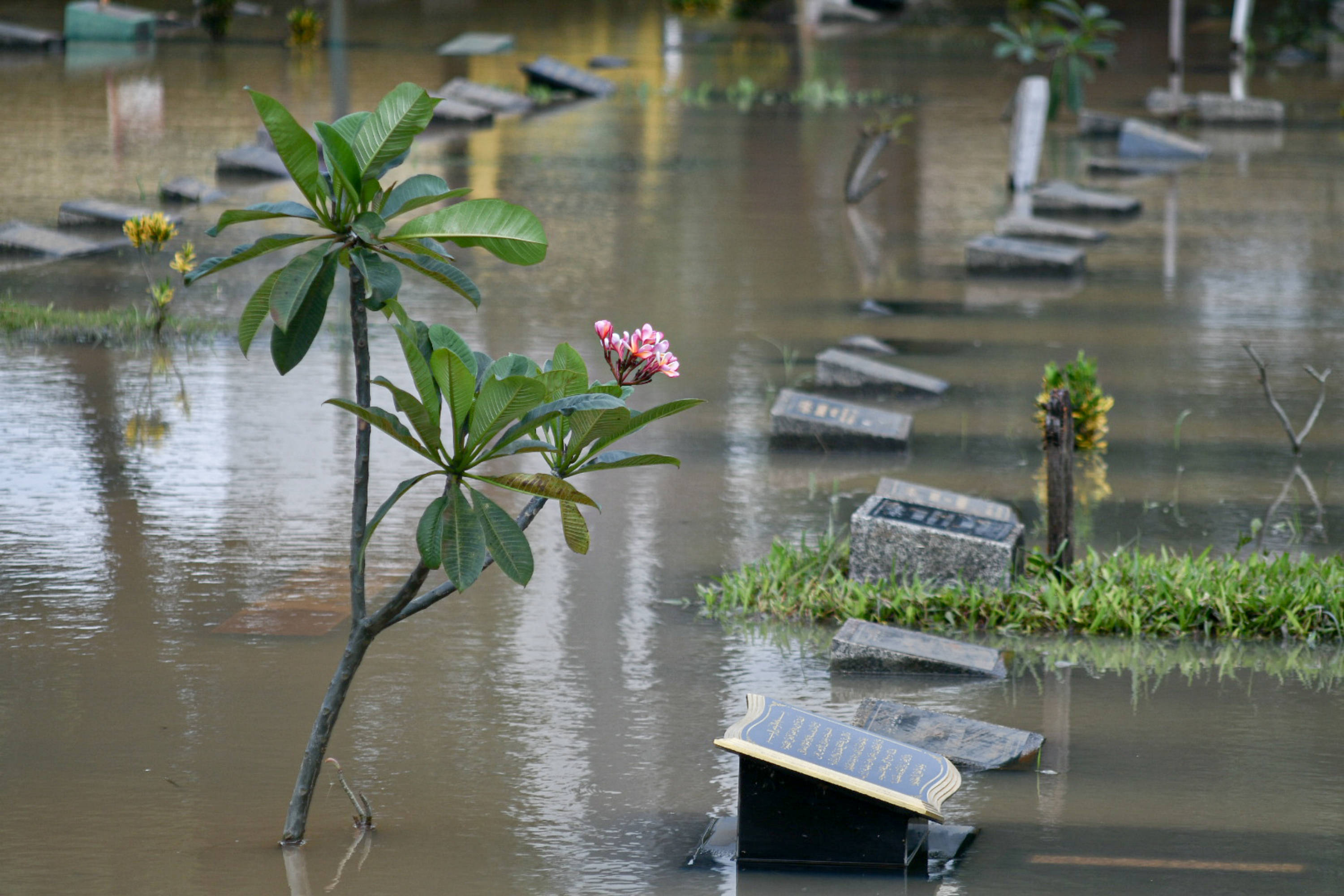 Genangan air merendam sejumlah makam di Tempat Pemakaman Umum (TPU) Karet Bivak, Jakarta, Minggu (7/2/2021).