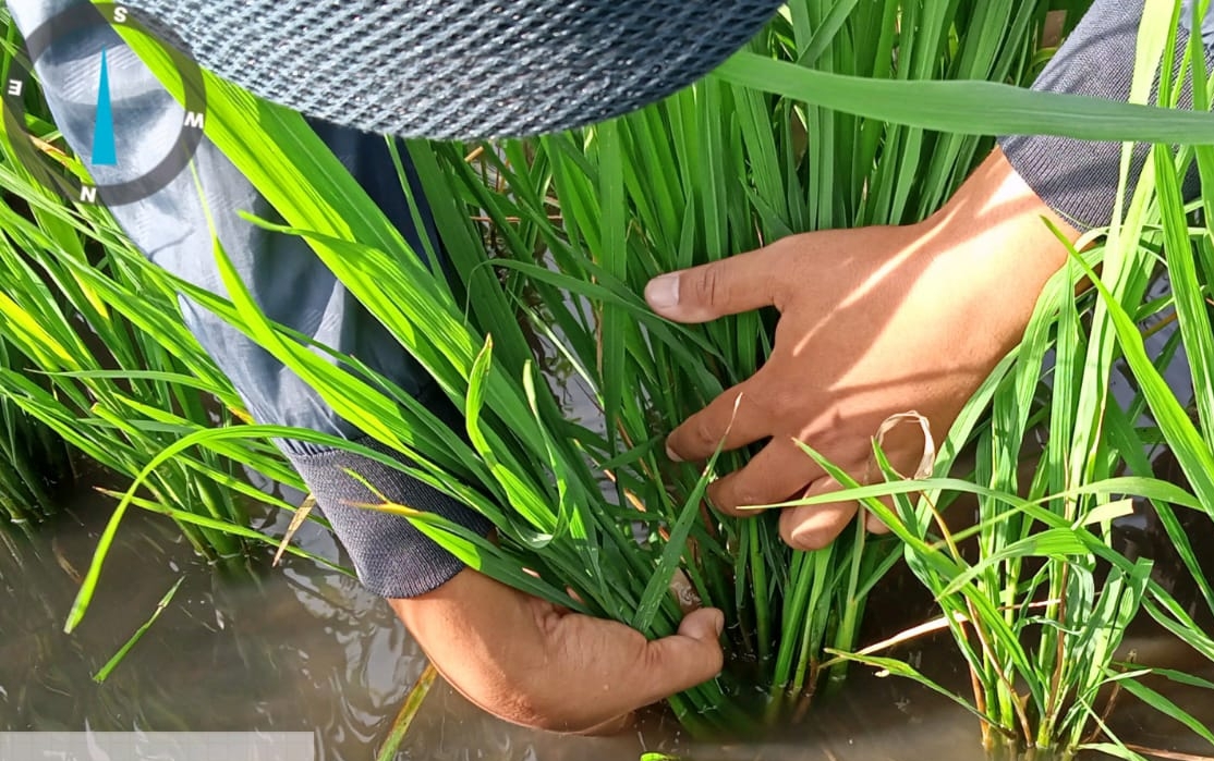 Kementan Ajak Petani Dompu Jaga Tanaman dengan Pengamatan OPT