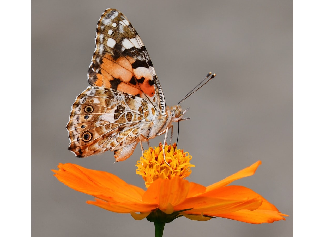 Ratusan kupu-kupu ditemukan mati di wilayah Amerika bagian barat, baru-baru ini. 