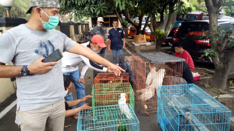 Petugas Balai Gakkum KLHK wilayah Jabalnusra menyita ratusan satwa jenis unggas yang dilindungi di Solo, Sabtu (27/3/2021)