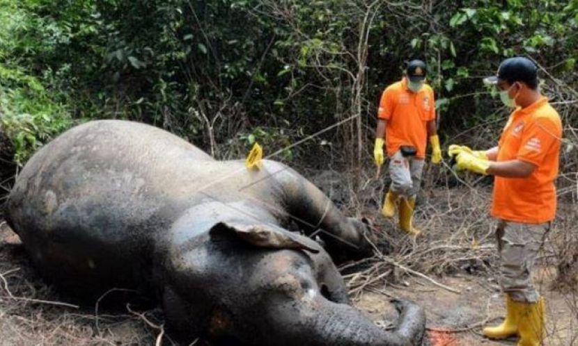 Ilustrasi - Tim identifikasi Polres Aceh Timur memeriksa bangkai gajah di kawasan perkebunan sawit di Aceh Timur, Kamis (21/11/2019).