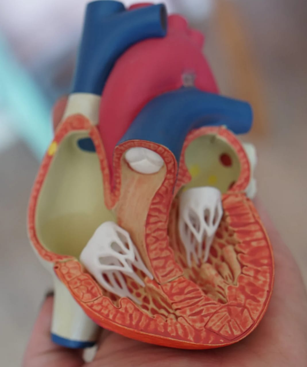 Ilustrasi organ jantung di dalam tubuh manusia