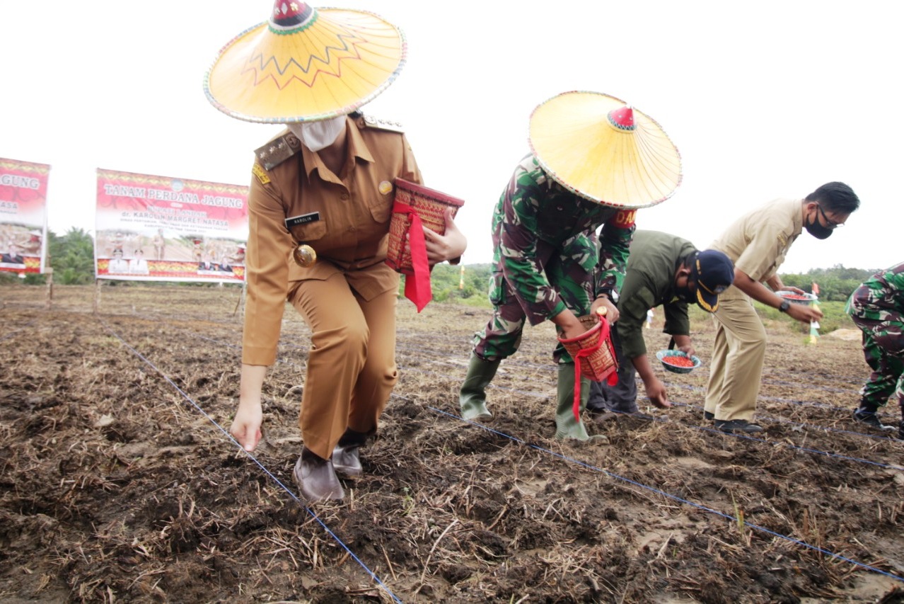 Bupati Landak Karolin Margret Natasa (kiri) pekan lalu menanam perdana tanaman jagung di area lahan Kelompok Tani (Poktan) Mengalir.