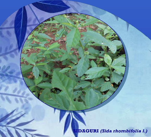 Tanaman herbal Sidaguri