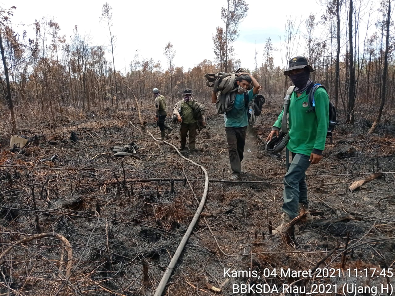 Karhuitla di Suaka Margasatwa Giam Siak Kecil, Bengkalis berhasil dipadamkan setelah terjadi hujan deras sejak Sabtu hingga Minggu (7/3/2021