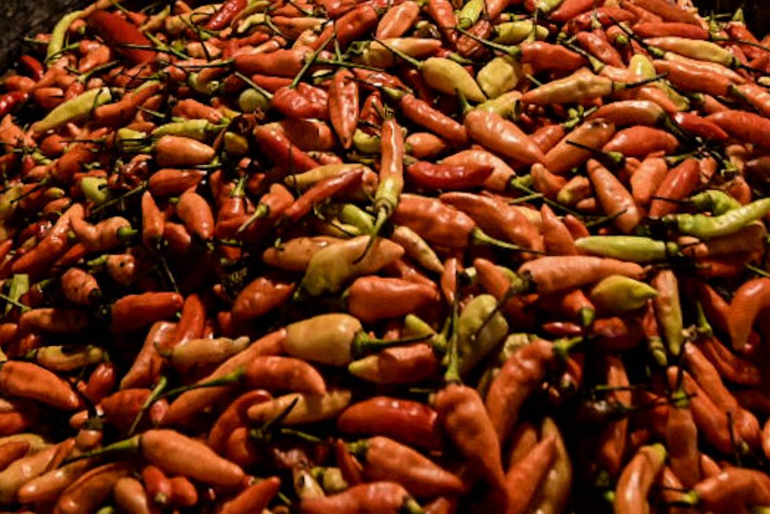 Cabai rawit merah.