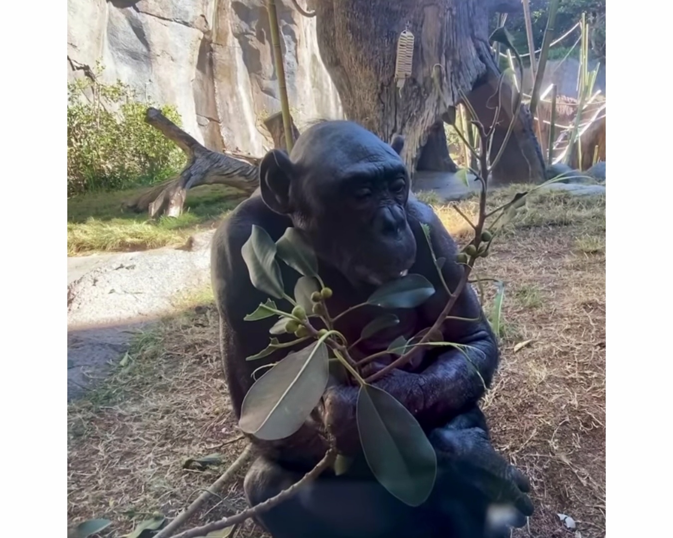 Loretta, salah satu bonobo tertua di San Diego Zoo. 
