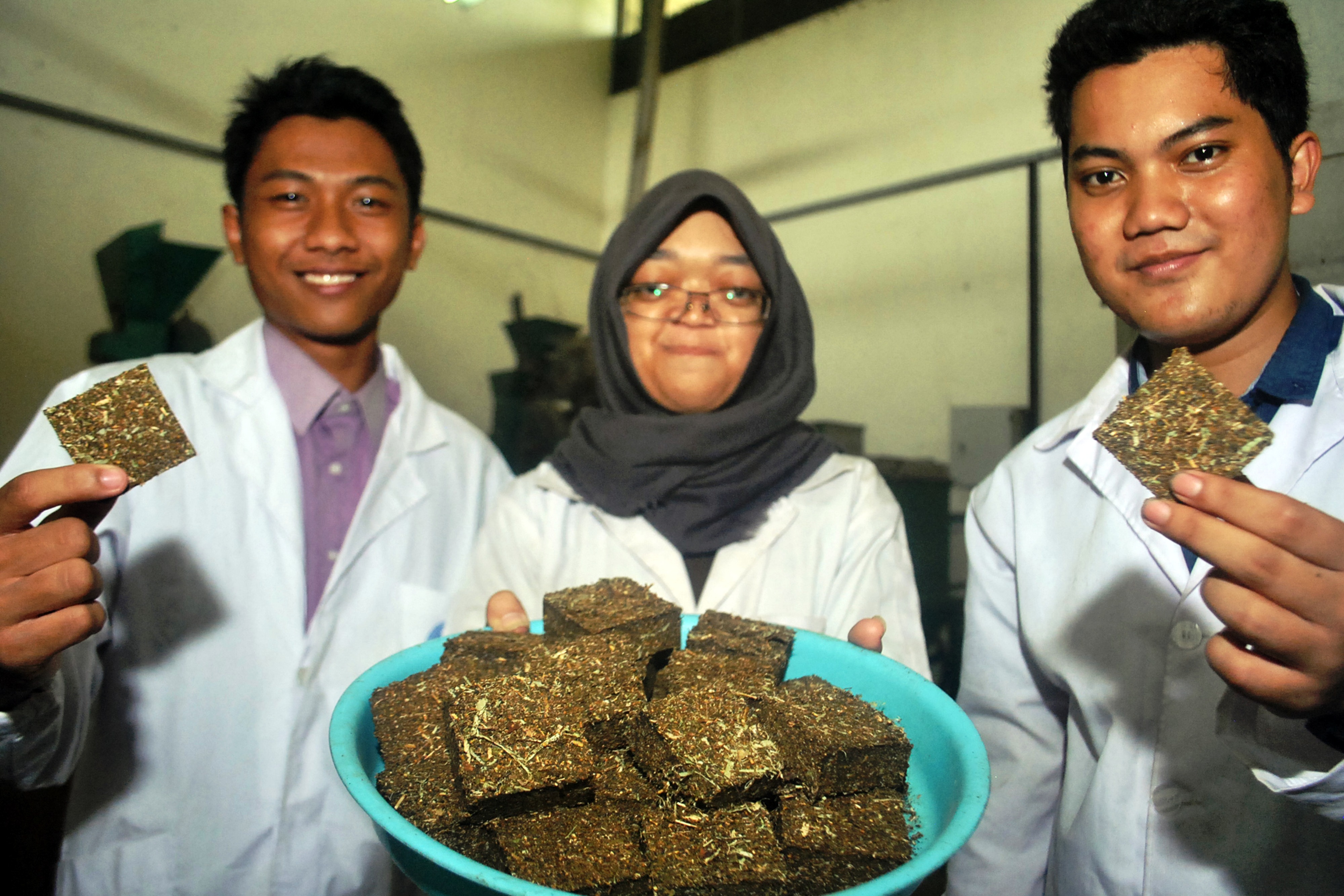 Wafer eceng gondok, salah satu inovasi IPB untuk pakan ternak.