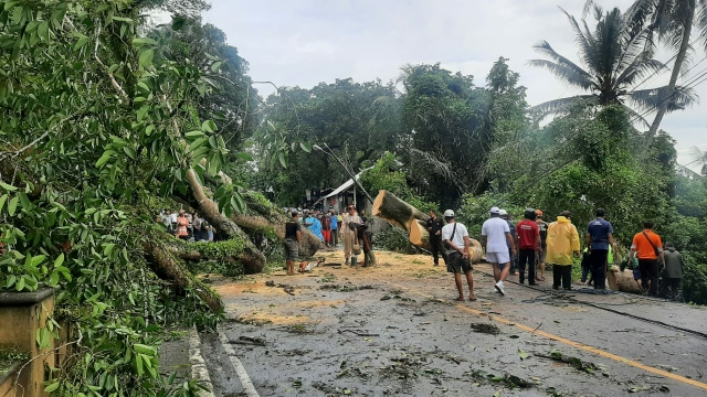 Pohon tumbang (foto ilustrasi)