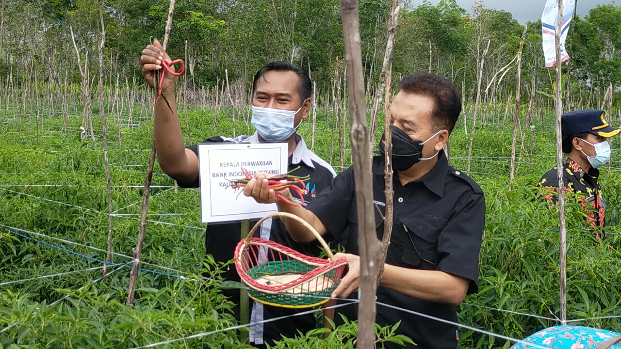 0,5 Ha Demplot Cabai BI Kalteng Hasilkan 12 Ton Cabai